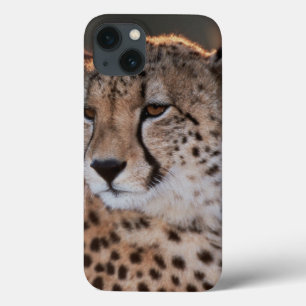 Jachtluipaard kijkt weg iPhone 13 hoesje