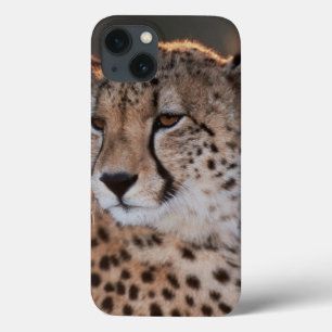 Jachtluipaard kijkt weg iPhone 13 hoesje