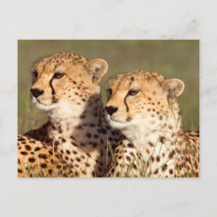 Jachtluipaard Liggend In Gras, Ngorongoro Natuurbe Briefkaart