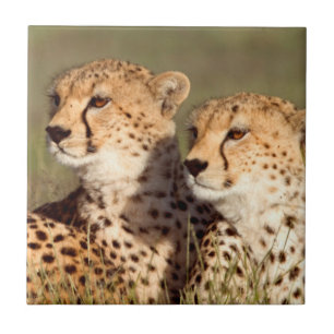 Jachtluipaard Liggend In Gras, Ngorongoro Natuurbe Tegeltje