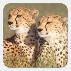 Jachtluipaard Liggend In Gras, Ngorongoro Natuurre Vierkante Sticker