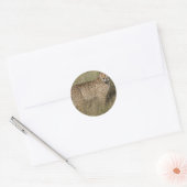 Jachtluipaard Ronde Sticker (Envelop)