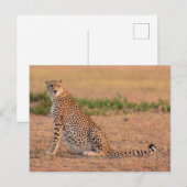 Jachtluipaard rustend in de vroege ochtend briefkaart (Voorkant / Achterkant)
