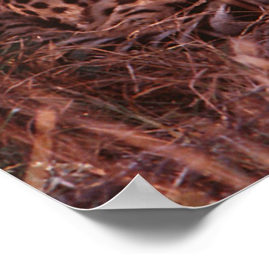 Jachtluipaard Star Poster (Hoek)