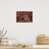 Jachtluipaard Star Poster (Keuken)