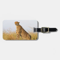 Jachtluipaard wildlife fotografie Afrika safari di