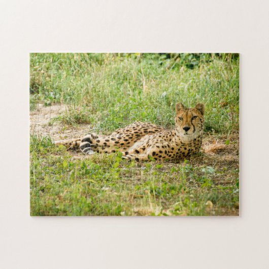 Jachtluipaarden Grote Katachtigen. Legpuzzel (Horizontaal)