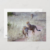 Jachtluipaarden in Namibië Briefkaart (Voorkant / Achterkant)