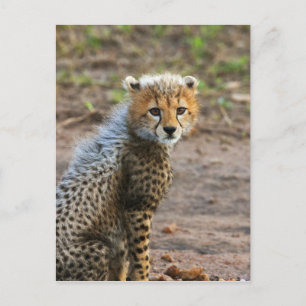 Jachtluipaardwelp Acinonyx Jubatus) Briefkaart