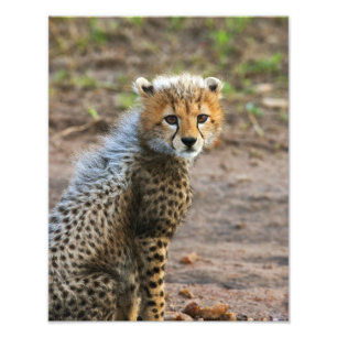 Jachtluipaardwelp Acinonyx Jubatus) Foto Afdruk