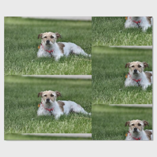 Jack Cadeaupapier (Vlak)