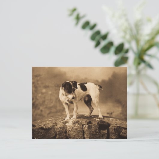 Jack de  Jack Russell Terrier Briefkaart (Staand voorkant)