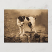 Jack de  Jack Russell Terrier Briefkaart (Voorkant)