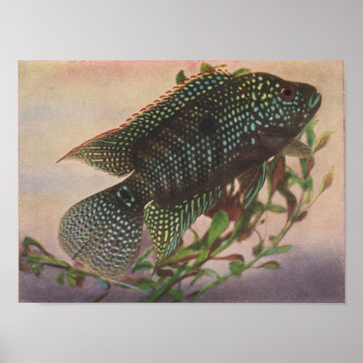Jack Dempsey - Archocentrus octofasciatus P/folio Poster (Voorkant)
