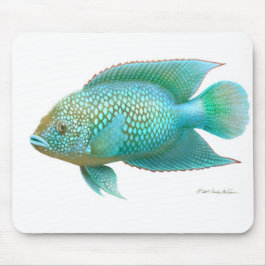 Jack Dempsey Cichlid Fish Muismat