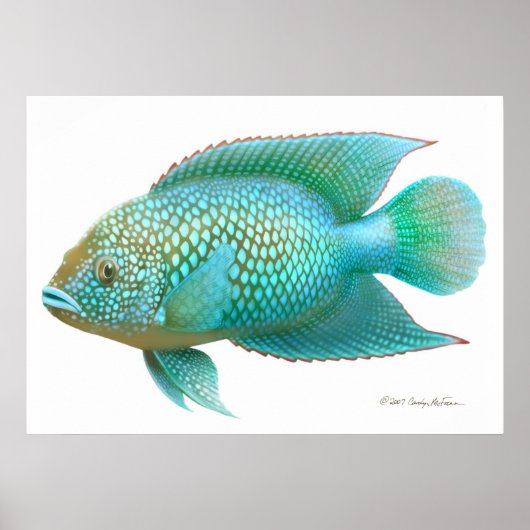 Jack Dempsey Cichlid Fish Print (Voorkant)