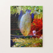 Jack Dempsey Cichlid Puzzle Legpuzzel (Verticaal)