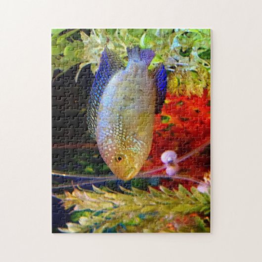 Jack Dempsey Cichlid Puzzle Legpuzzel (Verticaal)