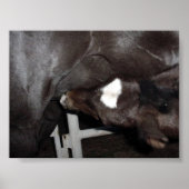 Jack Drink Milk Poster (Voorkant)