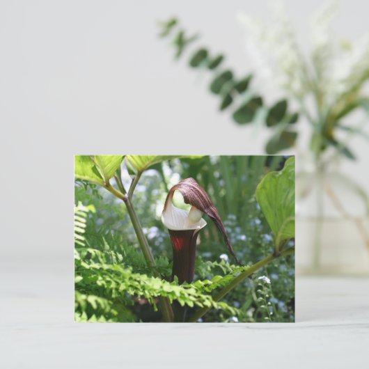 Jack in het Briefkaart van de Fotografie van de Pu (Staand voorkant)