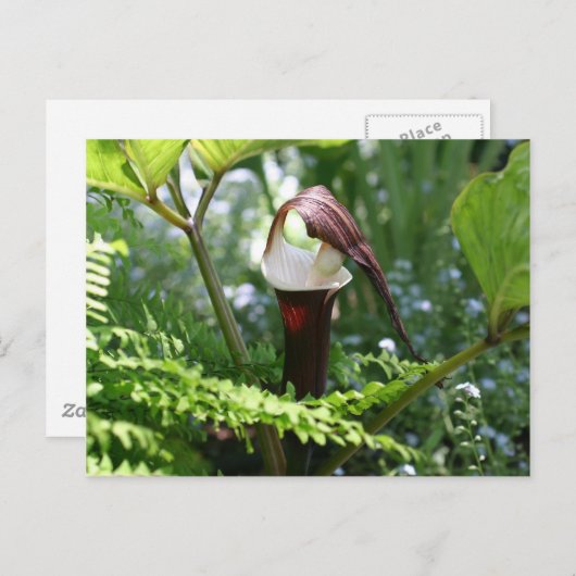 Jack in het Briefkaart van de Fotografie van de Pu (Voorkant / Achterkant)