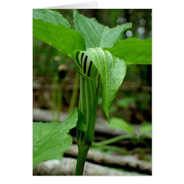 Jack-in-the-pulpit (Voorkant)