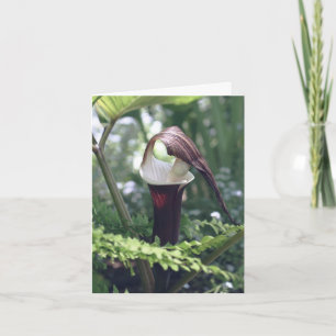 Jack In The Pulpit Bloemfotografie Notitiekaartje