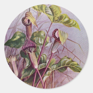 Jack-in-the-Pulpit Botanische Bloem Ronde Sticker