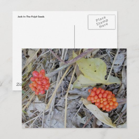 Jack-In-the-Pulpit-Briefkaart Briefkaart (Voorkant / Achterkant)