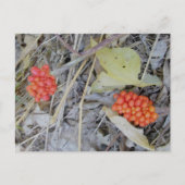 Jack-In-the-Pulpit-Briefkaart Briefkaart (Voorkant)