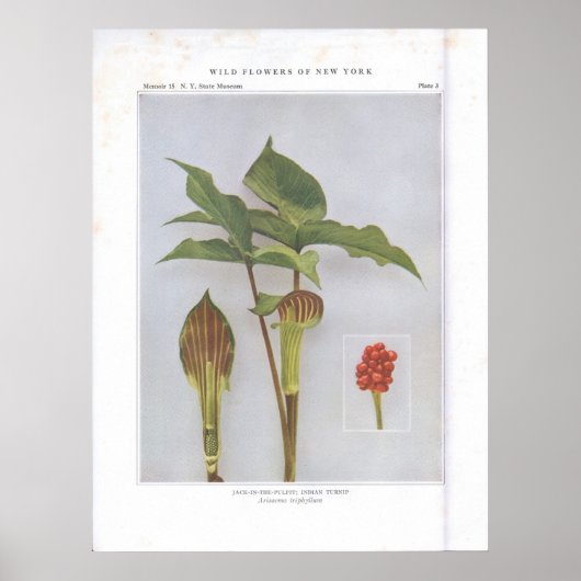Jack-in-the-Pulpit; Indische Turnip Poster (Voorkant)