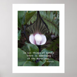 Jack-in-the-Pulpit Plant Aristoteles Natuur Citaat Poster
