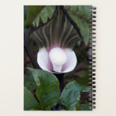 Jack-in-the-Pulpit Plant Botanisch Notitieboek (Achterkant)