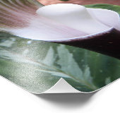 Jack-in-the-Pulpit Plant Floral Foto Afdruk (Hoek)