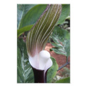 Jack-in-the-Pulpit Plant Floral Foto Afdruk (Voorkant)