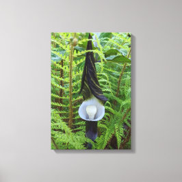 Jack-in-the-Pulpit Woodland Plant Floral Canvas Afdruk