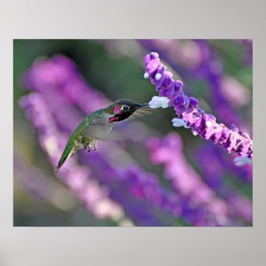 Jack London Male Anna's Hummingbird Print (Voorkant)