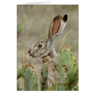 Jack Rabbit - Cactus - 2 - 2009