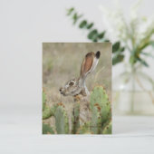 Jack Rabbit - Cactus - 2 - 2009 Briefkaart (Staand voorkant)