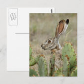 Jack Rabbit - Cactus - 2 - 2009 Briefkaart (Voorkant / Achterkant)