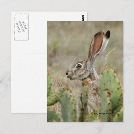 Jack Rabbit - Cactus - 2 - 2009 Briefkaart (Voorkant / Achterkant)