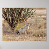 Jack Rabbit Cactus Santa Fe New Mexico Poster (Voorkant)
