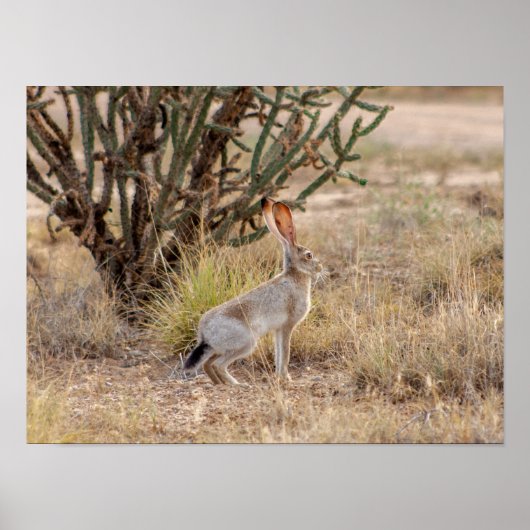 Jack Rabbit Cactus Santa Fe New Mexico Poster (Voorkant)