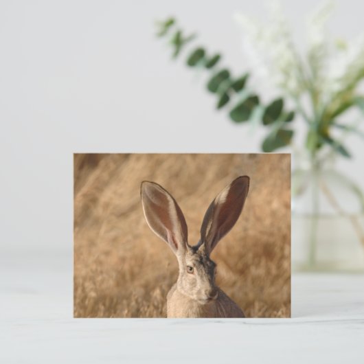Jack rabbit met briefkaart voor grote oren (Staand voorkant)
