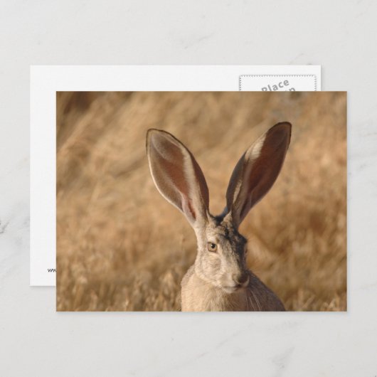 Jack rabbit met briefkaart voor grote oren (Voorkant / Achterkant)