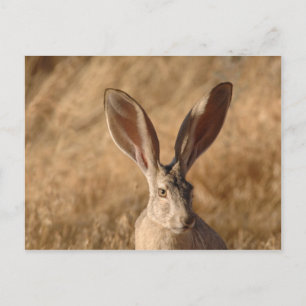 Jack rabbit met briefkaart voor grote oren