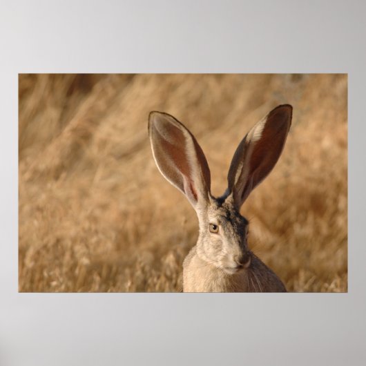 Jack rabbit met foto's in grote posters (Voorkant)