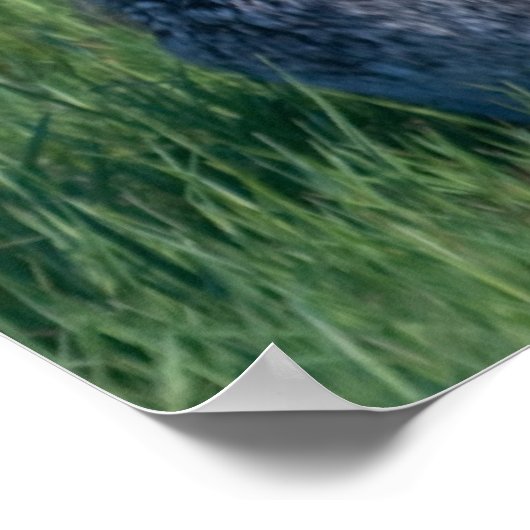 Jack Rabbit Poster (Hoek)