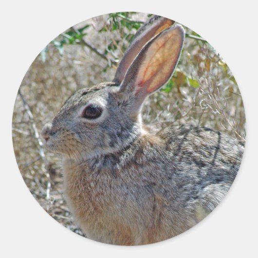 Jack Rabbitt Ronde Sticker (Voorkant)