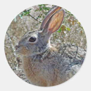 Jack Rabbitt Ronde Sticker